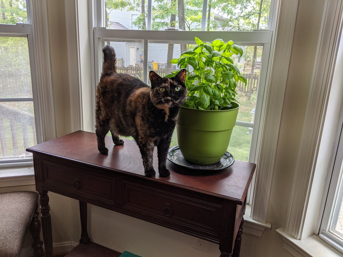 Risa standing on the hall table next to a pot of basil, looking out of the window