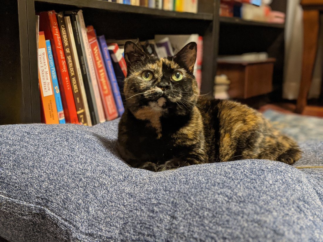Risa sitting upright on a cushion in front of a wall of bookshelves