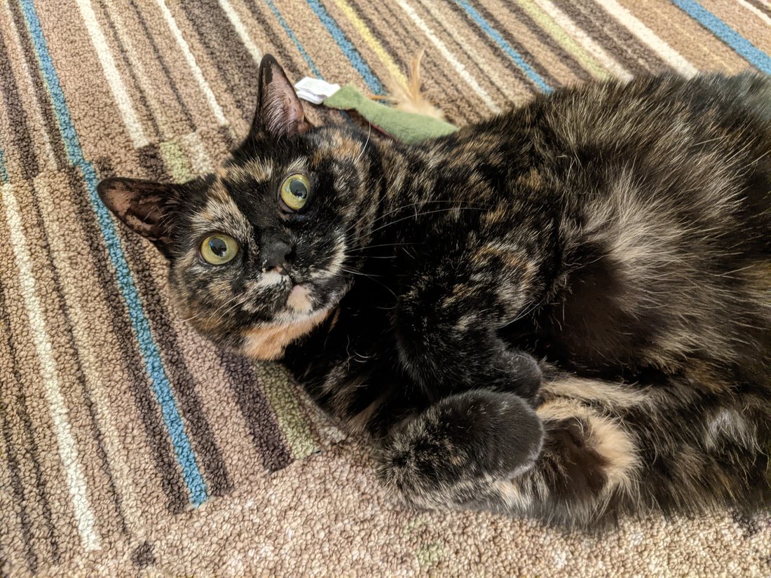 Risa lying stretched out on a striped rug, looking up