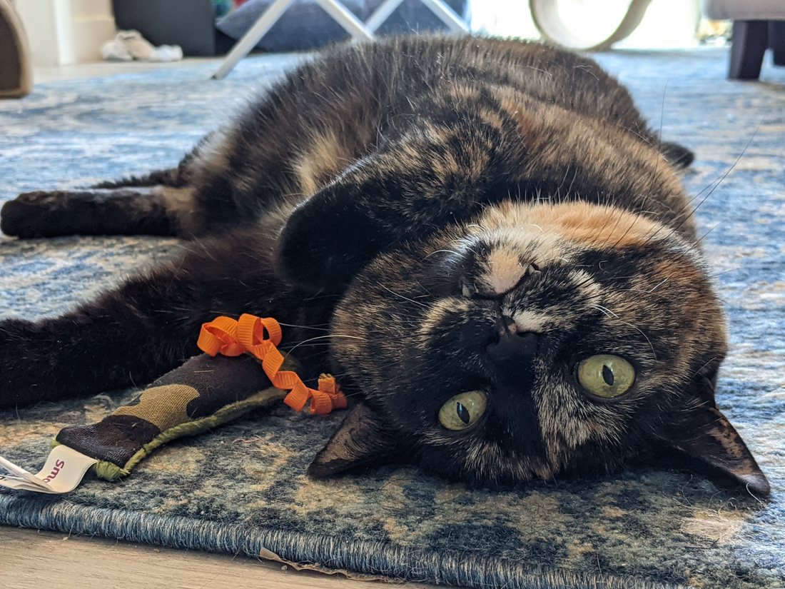 Risa lying upside down on a blue rug beside her toy