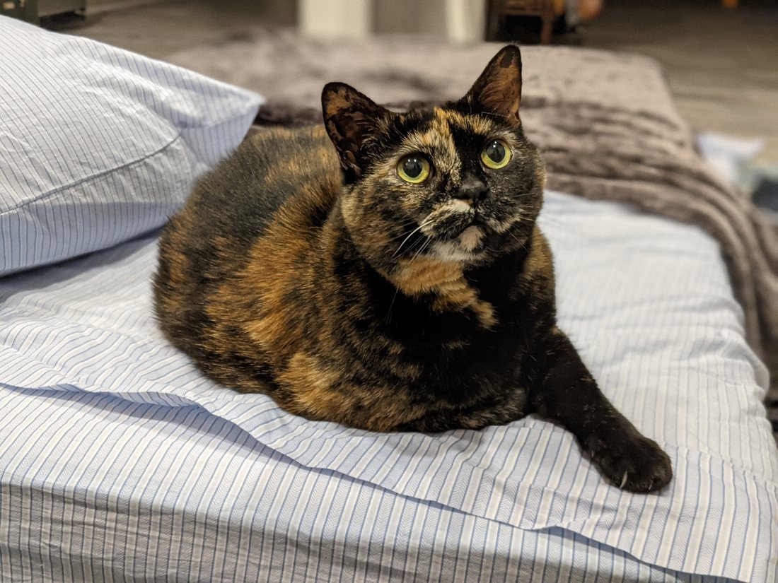 Risa sitting on the bed with her ears up, looking at the camera