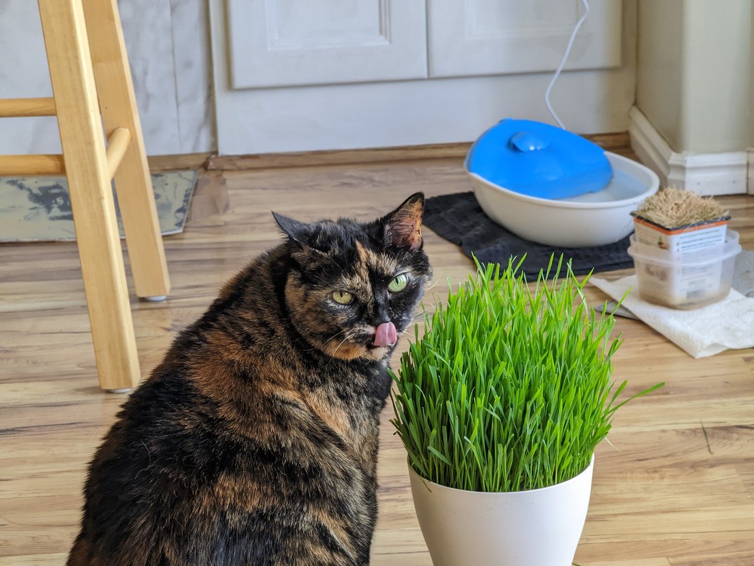 Risa sitting beside a pot of cat grass with the tip of her tongue out